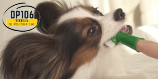 Cepillo De Dientes Para Mascotas X 2 Und